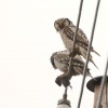Sovice krahujova - Surnia ulula - Northern Hawk Owl 4282